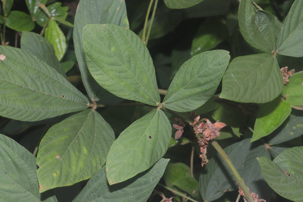 Flemingia macrophylla (Willd.) Kuntze ex Merr.